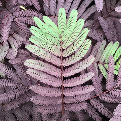 Albicja jedwabista 'Summer Chocolate'