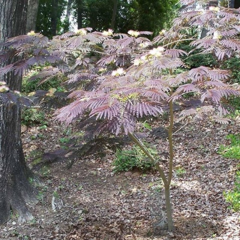 Albicja jedwabista 'Summer Chocolate'
