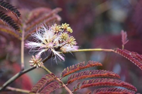 Albicja jedwabista 'Summer Chocolate'