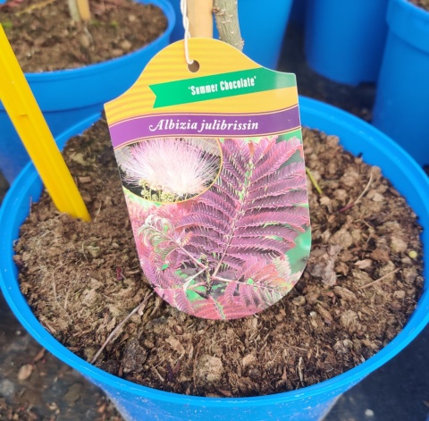Sadzonki Albicja jedwabista 'Summer Chocolate'