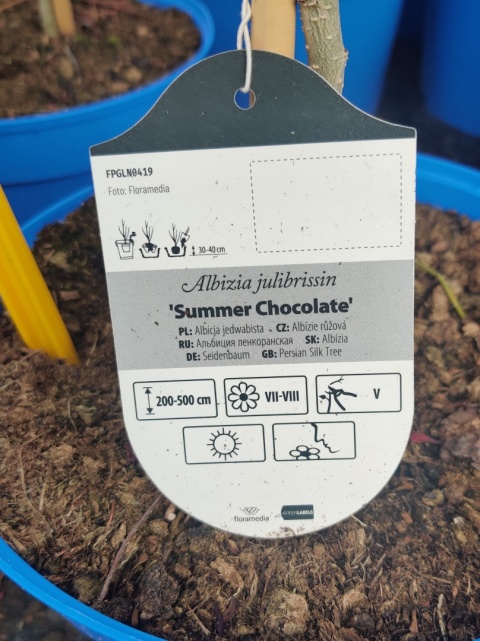 Sadzonki Albicja jedwabista 'Summer Chocolate'