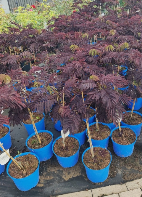 Sadzonki Albicja jedwabista 'Summer Chocolate'