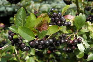 Aronia śliwolistna ‘Nero’