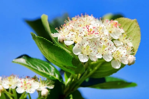Aronia śliwolistna ‘Nero’