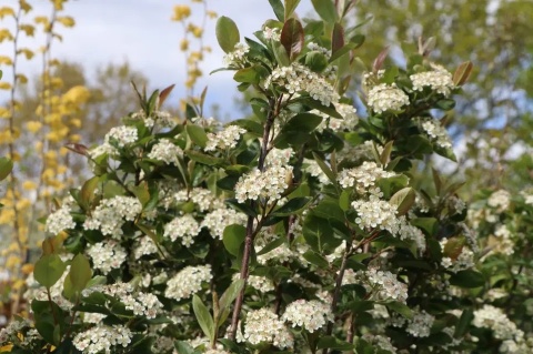 Aronia śliwolistna ‘Nero’