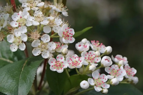 Aronia śliwolistna ‘Nero’