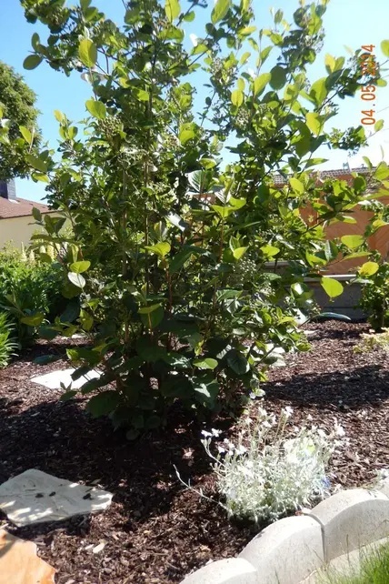 Aronia śliwolistna ‘Nero’