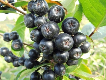 Aronia śliwolistna ‘Nero’