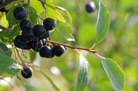 Aronia śliwolistna ‘Nero’