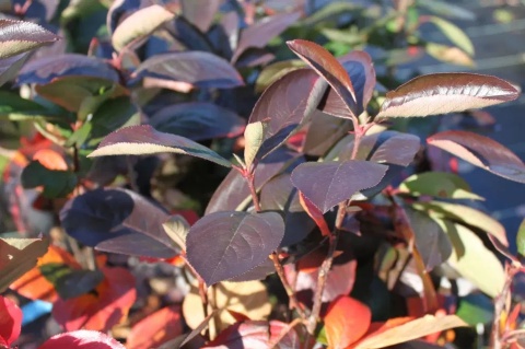 Aronia śliwolistna ‘Nero’