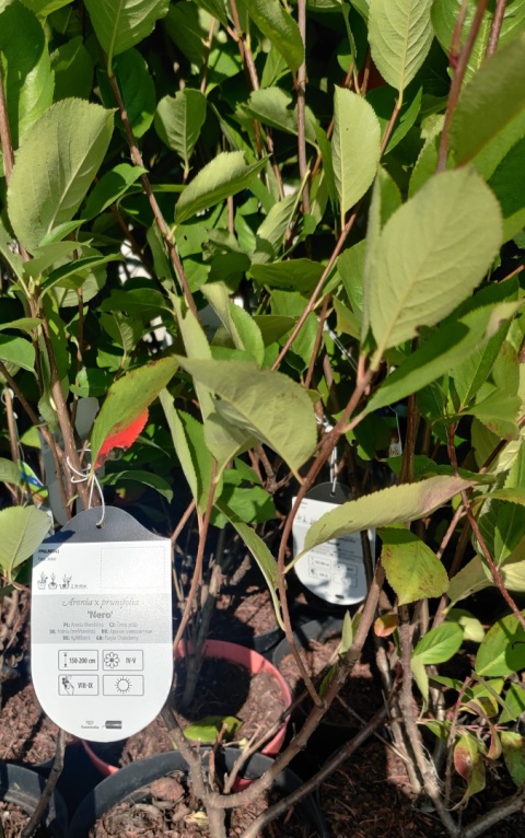 Sadzonki Aronia śliwolistna ‘Nero’