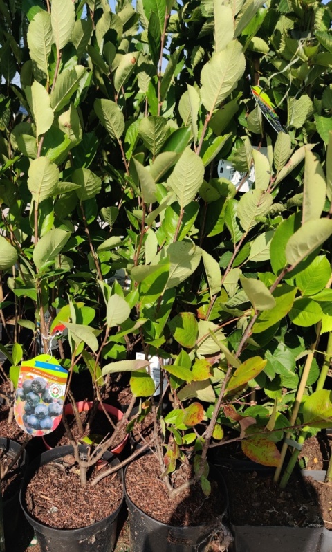Sadzonki Aronia śliwolistna ‘Nero’