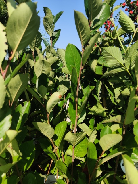 Sadzonki Aronia śliwolistna ‘Nero’