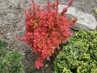 Berberys Thunberga 'Orange Ice'