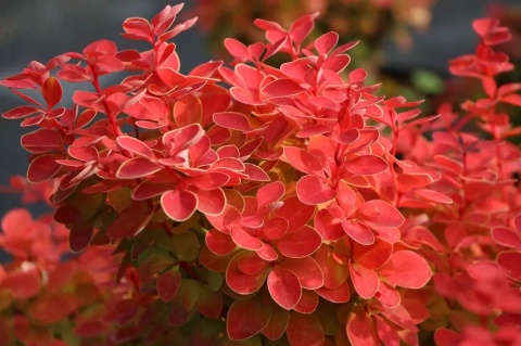 Berberys Thunberga 'Orange Ice'
