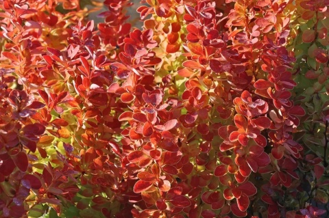 Berberys Thunberga 'Orange Ice'