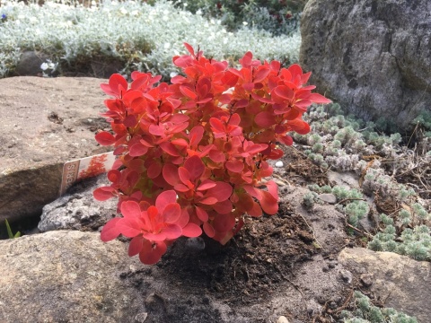 Berberys Thunberga 'Orange Ice'