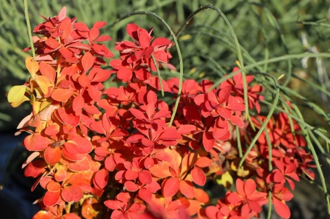 Berberys Thunberga 'Orange Ice'