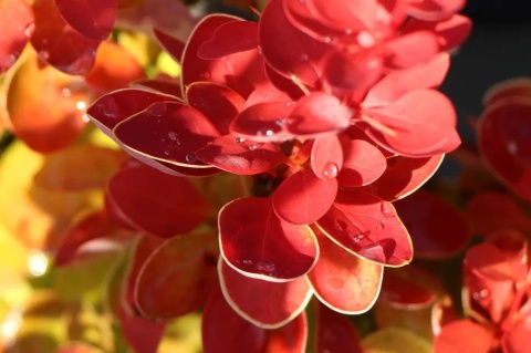Berberys Thunberga 'Orange Ice'
