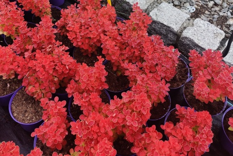 Sadzonki Berberys Thunberga 'Orange Ice'