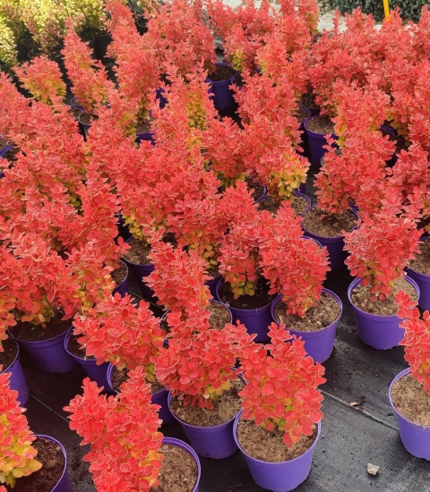 Sadzonki Berberys Thunberga 'Orange Ice'