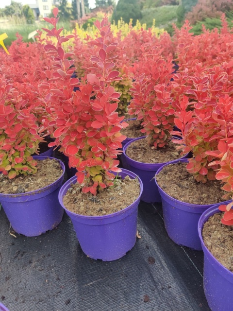 Sadzonki Berberys Thunberga 'Orange Ice'