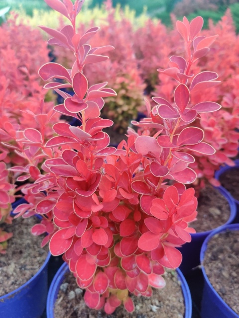 Sadzonki Berberys Thunberga 'Orange Ice'