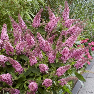 Budleja Davida Butterfly Candy ‘Little Pink’