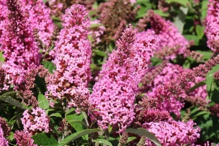 Budleja Davida Butterfly Candy ‘Little Pink’