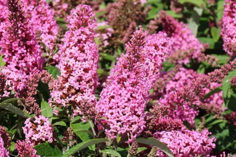 Budleja Davida Butterfly Candy ‘Little Pink’