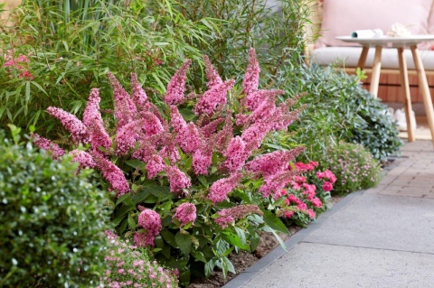 Budleja Davida Butterfly Candy ‘Little Pink’