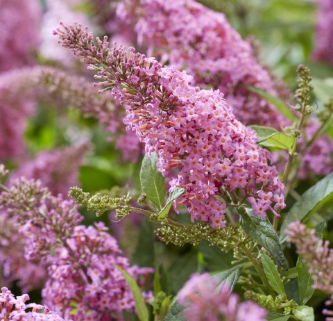 Budleja Davida Butterfly Candy ‘Little Pink’