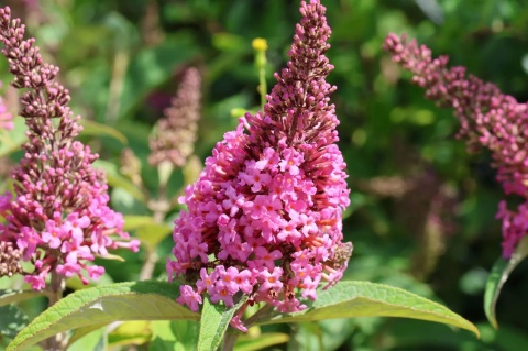 Budleja Davida Butterfly Candy ‘Little Pink’