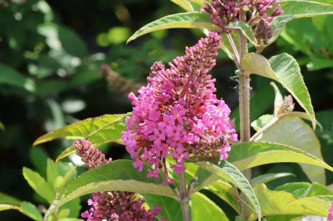 Budleja Davida Butterfly Candy ‘Little Pink’