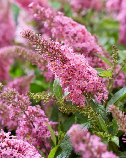 Budleja Davida Butterfly Candy ‘Little Pink’