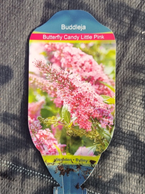 Sadzonki Budleja Davida Butterfly Candy ‘Little Pink’