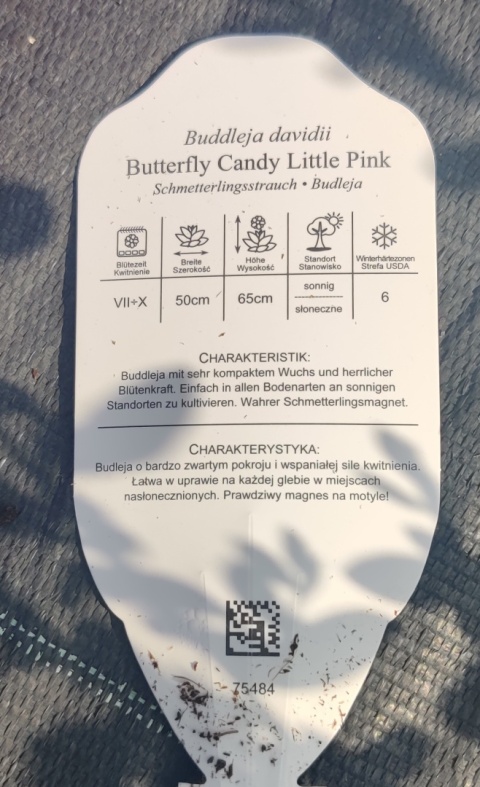 Sadzonki Budleja Davida Butterfly Candy ‘Little Pink