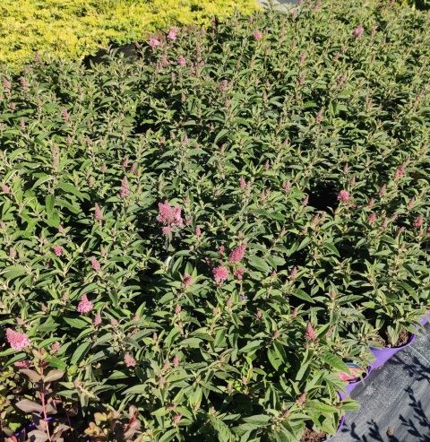 Sadzonki Budleja Davida Butterfly Candy ‘Little Pink