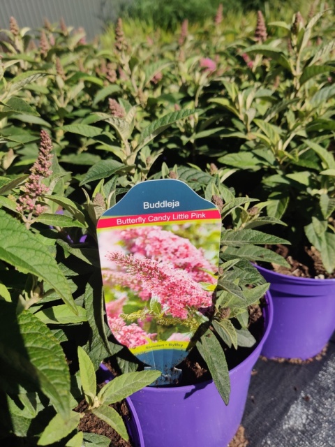 Sadzonki Budleja Davida Butterfly Candy ‘Little Pink