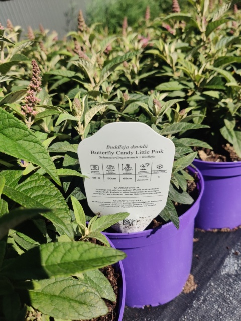 Sadzonki Budleja Davida Butterfly Candy ‘Little Pink