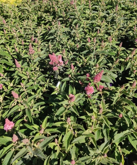 Sadzonki Budleja Davida Butterfly Candy ‘Little Pink