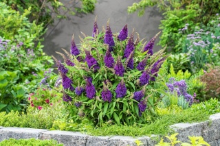 Budleja Butterfly Candy ‘Little Purple’