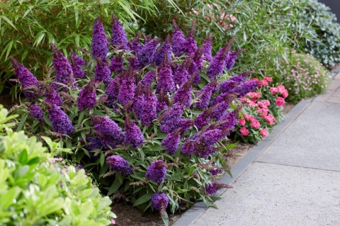 Budleja Butterfly Candy ‘Little Purple’