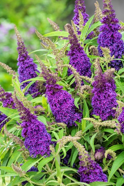 Budleja Butterfly Candy ‘Little Purple’