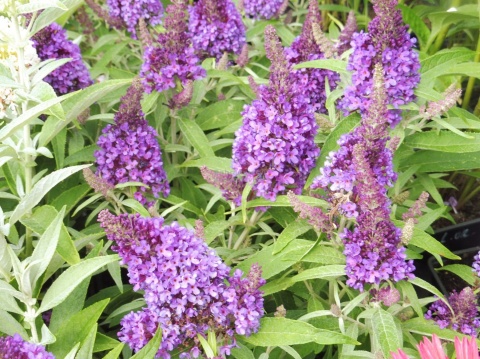Budleja Butterfly Candy ‘Little Purple’