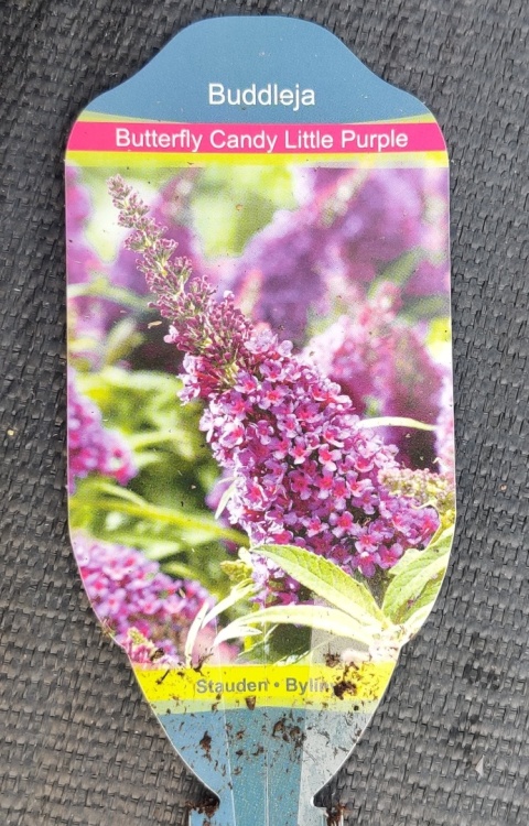 Sadzonki Budleja Butterfly Candy ‘Little Purple’