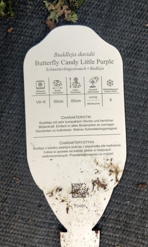 Sadzonki Budleja Butterfly Candy ‘Little Purple’