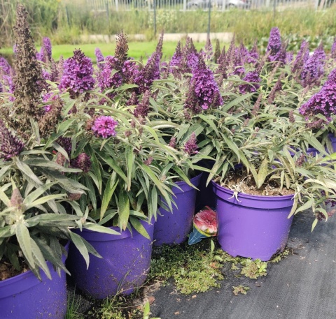 Sadzonki Budleja Butterfly Candy ‘Little Purple’
