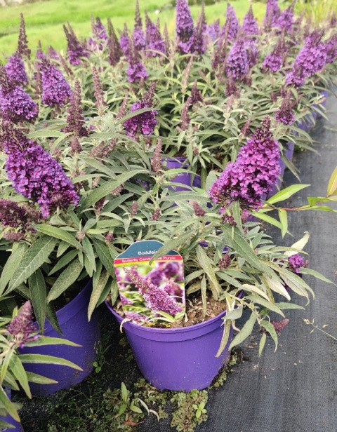 Sadzonki Budleja Butterfly Candy ‘Little Purple’