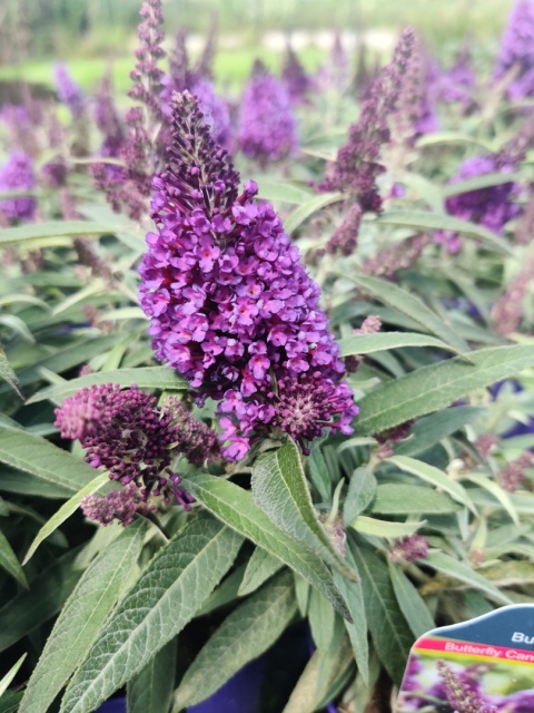 Sadzonki Budleja Butterfly Candy ‘Little Purple’
